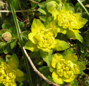 Leuchtendgelbe Wolfsmilch Scheinbluete gelb Euphorbia epithymoides 07