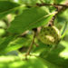 Zurück zum kompletten Bilderset Europäische Hopfenbuche Baum Laub grün Ostrya carpinifolia