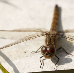 Libelle Grosser Blaupfeil Weibchen Augen Orthetrum cancellatum 01