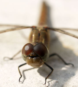 Libelle Grosser Blaupfeil Weibchen Augen Orthetrum cancellatum 03