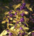 Zurück zum kompletten Bilderset Liebesperlenstrauch Frucht violett Callicarpa japonica