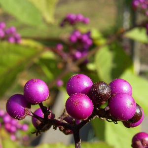 Liebesperlen Strauch Callicarpa bodinieri 02