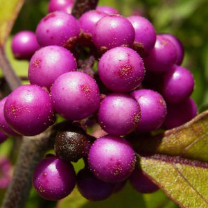 Liebesperlen Strauch Callicarpa bodinieri 03
