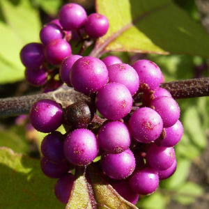 Liebesperlen Strauch Callicarpa bodinieri 04