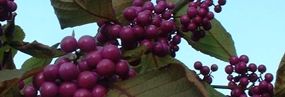 Anklicken um das ganze Bild zu sehen  Liebesperlen Strauch Frucht lila Callicarpa