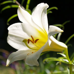 Lilie Bluete weiss Lilium auratum 02