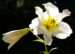 Zurück zum kompletten Bilderset Berglilie Lilie Blüte weiß Lilium auratum