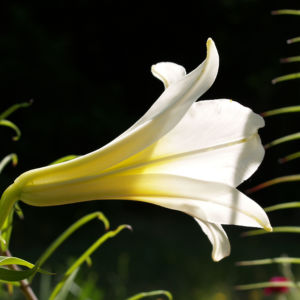 Lilie Bluete weiss Lilium auratum 04