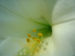 Zurück zum kompletten Bilderset Lilie Blüte weiß Lilium