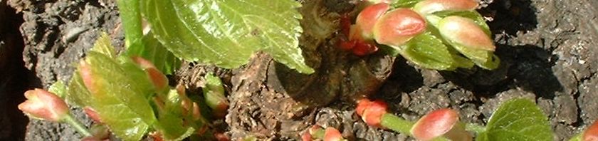 Anklicken um das ganze Bild zu sehen  Sommer-Linde Blattknospe Tilia platyphyllos