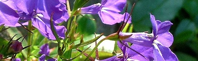 Anklicken um das ganze Bild zu sehen  Blaue Lobelie Blüte blau Lobelia erinus