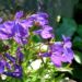 Zurück zum kompletten Bilderset Blaue Lobelie Blüte blau Lobelia erinus