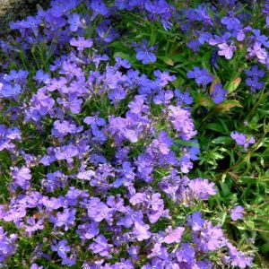 Lobelie blau Lobelia erinus 02