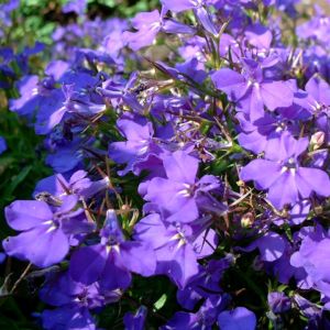 Lobelie blau Lobelia erinus 03
