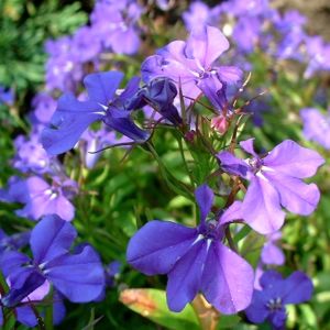 Lobelie blau Lobelia erinus 04