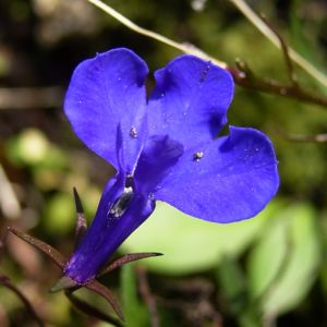 Lobelie blau Lobelia erinus 05
