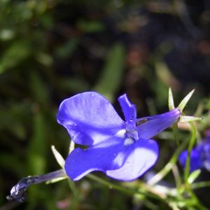 Lobelie blau Lobelia erinus 06