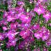 Zurück zum kompletten Bilderset Blaue Lobelie Blüte bordeaux Lobelia erinus