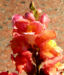 Zurück zum kompletten Bilderset Löwenmäulchen Blüte rot orange Antirrhinum majus