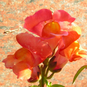 Loewenmaeulchen Bluete rot orange Antirrhinum majus 2