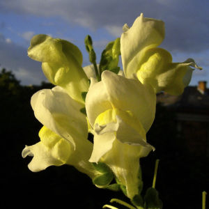 Loewenmaeulchen weiss Antirrhinum majus 01