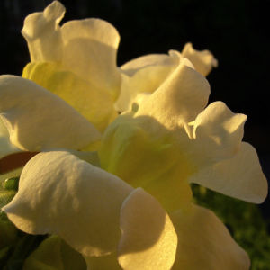 Loewenmaeulchen weiss Antirrhinum majus 02