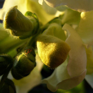 Loewenmaeulchen weiss Antirrhinum majus 03