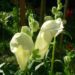 Zurück zum kompletten Bilderset Löwenmäulchen Blüte weiß Antirrhinum majus