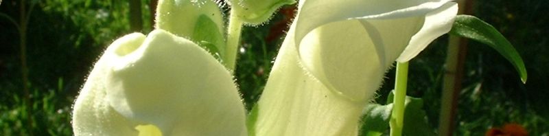 Anklicken um das ganze Bild zu sehen  Löwenmäulchen Blüte weiß Antirrhinum majus