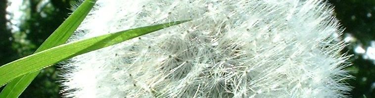 Anklicken um das ganze Bild zu sehen  Löwenzahn Samen weiß Taraxacum officinale