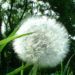 Zurück zum kompletten Bilderset Löwenzahn Samen weiß Taraxacum officinale