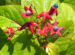 Zurück zum kompletten Bilderset Losbaum Blüte rot Frucht blau Clerodendrum trichotomum