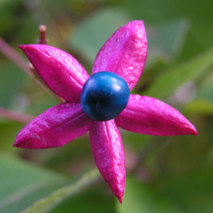 Losbaum Frucht Clerodendrum trichotomus 01