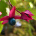 Zurück zum kompletten Bilderset Losbaum Frucht Clerodendrum trichotomum