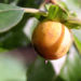 Zurück zum kompletten Bilderset Lotuspflaume Frucht gelblich Diospyros-lotus