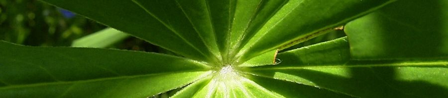 Anklicken um das ganze Bild zu sehen  Lupinie Blüte blau Lupinus polyphyllus