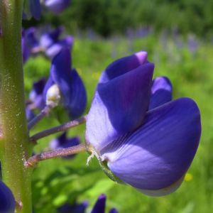 Lupinie blau Lupinus polyphyllus 03