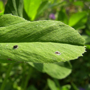 Luzerne blau Medicago sativa 04