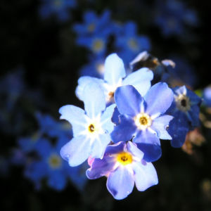 Maennertreu Gedenkmein Bluete blau Omphalodes verna 01