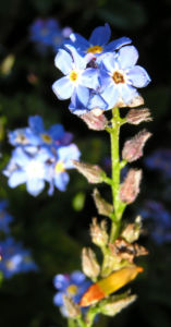 Maennertreu Gedenkmein Bluete blau Omphalodes verna 02