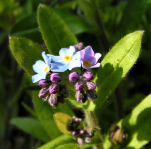 Maennertreu Gedenkmein Bluete blau Omphalodes verna 03