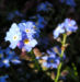 Zurück zum kompletten Bilderset Männertreu Gedenkmein Frühlings-Nabelnüsschen Blüte blau Omphalodes verna