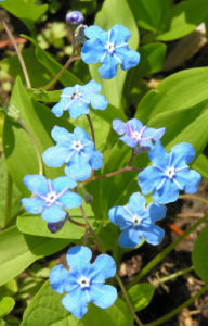 Maennertreu Gedenkmein Bluete blau Omphalodes verna 07