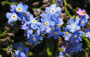 Maennertreu Gedenkmein Bluete blau Omphalodes verna 08