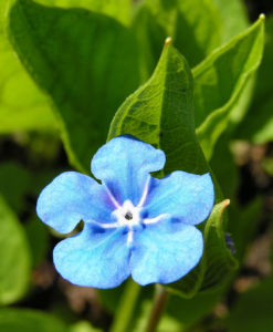 Maennertreu Gedenkmein Bluete blau Omphalodes verna 09