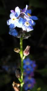 Maennertreu Gedenkmein Bluete blau Omphalodes verna 10