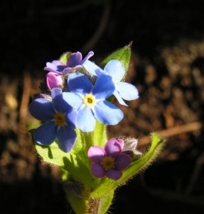Maennertreu Gedenkmein Bluete blau Omphalodes verna 12