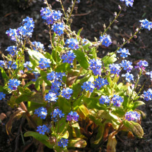 Maennertreu Gedenkmein Bluete blau Omphalodes verna 13