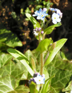 Maennertreu Gedenkmein Bluete blau Omphalodes verna 14