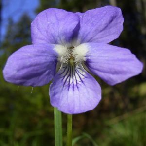 Maerz Veilchen Viola odorata 02